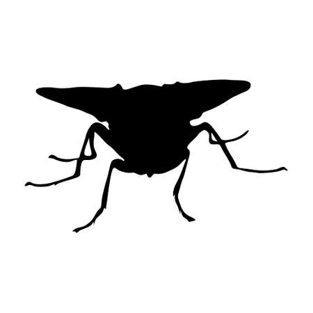 Fly (Diptera) Silhouette Found In All Around The Worldのイラスト素材