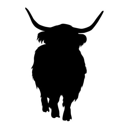 Standing Highland Cattle On a Front View Silhouette Found In Scottish Highlandsのイラスト素材