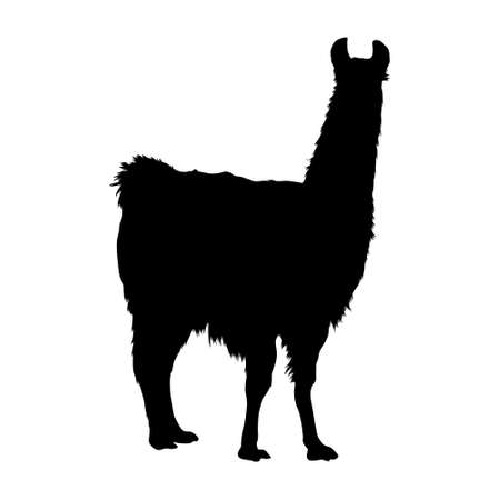 Standing Llama (Lama Glama) On a Side View Silhouette Found In Map Of South America. Good To Use For Element Print Book, Animal Book and Animal Contentのイラスト素材