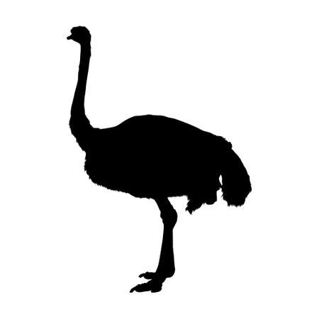 Ostrich (Struthio Camelus) Standing On a Side View Silhouette Found In Map Of Africa. Good To Use For Element Print Book, Animal Book and Animal Contentのイラスト素材