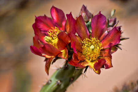 Cactus Flowerの写真素材