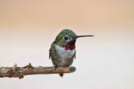 Hummingbird perched on a branchの写真素材