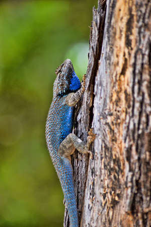 Clarks Spiney Lizard on a treeの写真素材