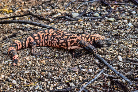 Gila Monster in a desert washの写真素材