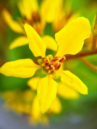 Flower by universal lens macroの素材