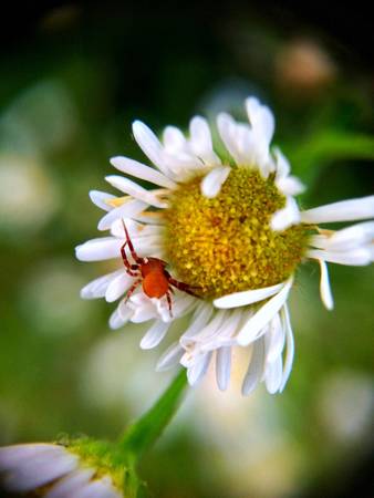Red spider in the flowerの素材
