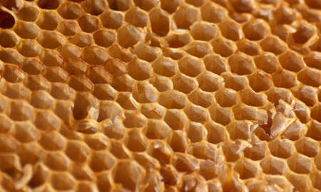 Closeup of an empty honeycomb