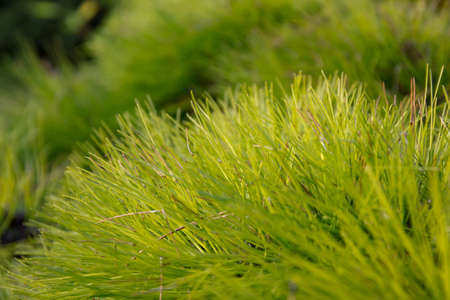 Soft looking green tree needlesの写真素材