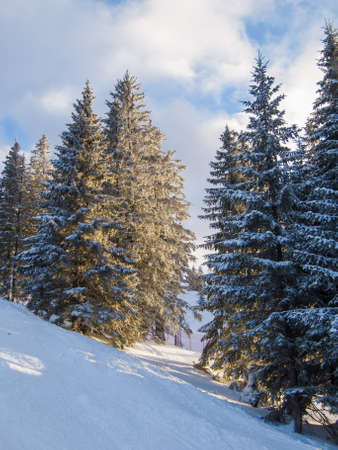 Snow covered pine trees in the Sunの写真素材