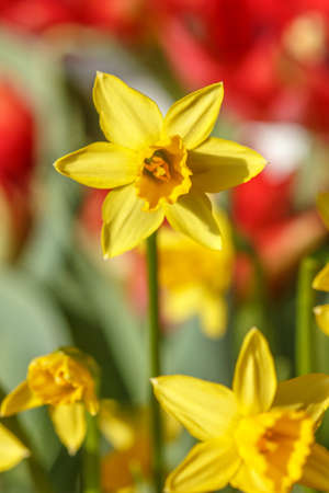 A big yellow daffodil and blurred out red tulipsの写真素材