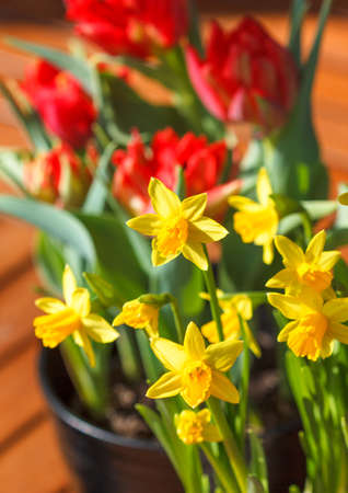 Yellow daffodils and red tulips in plant potsの写真素材