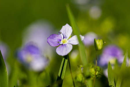 Macro of a purple lady smock  Cardamine pratensis  in spring on a meadow