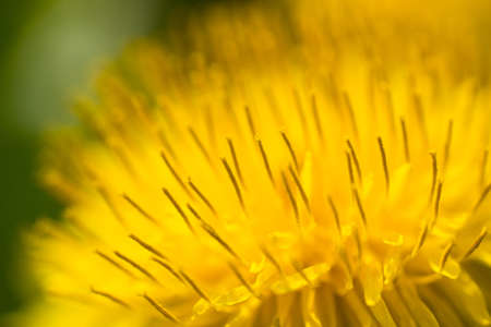 Extreme Macro of a Dandelion Blossom in full bloom in spring