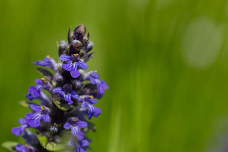 Macro of a blue bugle Ajuga reptans on a meadow