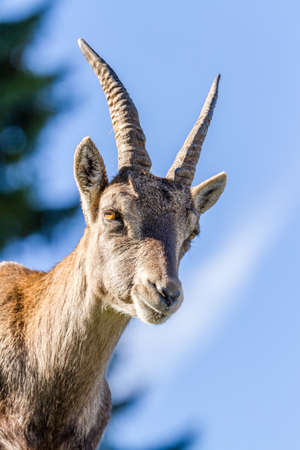 Closeup of the head of an Alpine Ibex or Steinbock doeの写真素材