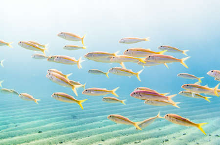 Swarm of yellowfin goatfish  Mulloidichthys vanicolensis  in a shallow sandy bay in the Red Sea