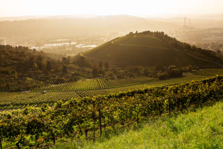 View down a vineyard with the City of Stuttgart in the backgroundの写真素材