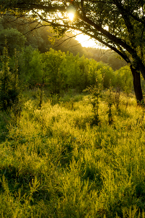 Sunny summer forest view. Vibrant landspace photo of green woods and grass.の写真素材