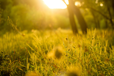 Vibrant meadow grass close up on sunset. Bright local landscape image.の写真素材