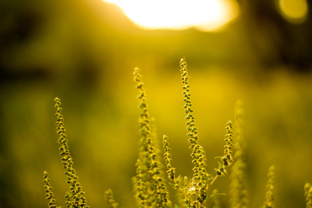 Vibrant meadow grass close up on sunset. Bright local landscape image.の写真素材