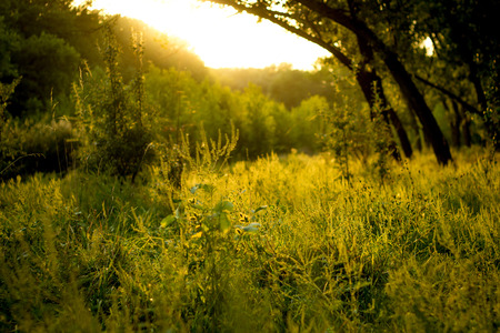 Sunny summer forest view. Vibrant landspace photo of green woods and grass.の写真素材