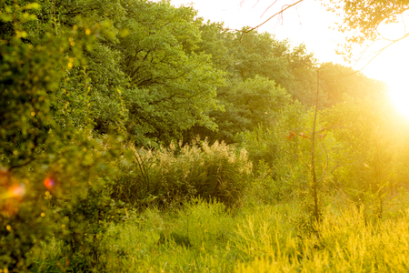 Sunny summer forest view. Vibrant landspace photo of green woods and grass.の写真素材