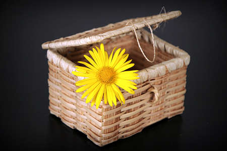 flowerの写真素材