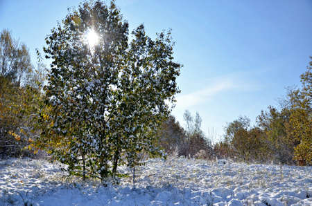 lonely treeの写真素材