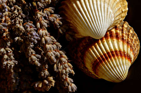 shells with lavenderの写真素材