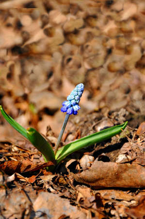 spring flower