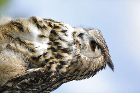 Beautiful Owl showing flying skills to spectators