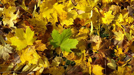 Autumn   leavesの写真素材