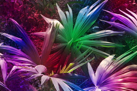 Abstraction from the leaves in neon purple fluorescent light.