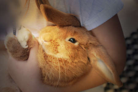 Girl holding a little red rabbit on a light background. A red fluffy rabbit sits in the hands of a...