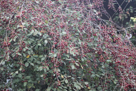 Many berries of cherry on cherry tree. Harvest concept.