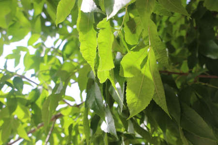 young green beech leaves as a background.