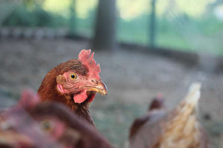 Portrait of the brown hen in the country yard. Selective focus. Farm concept.の写真素材