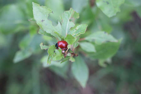 Red Ladybug on green leaf of young tree. Beautiful summer nature background