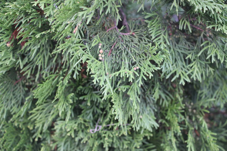 Green thuya leaves. Christmas mood Background