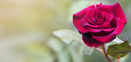 Classic red rose in full bloom in the garden in summer.の写真素材
