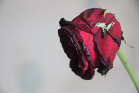 Fading rose flowers background. Falling petals. Funeral flowers mourning card life death grief concept.の写真素材
