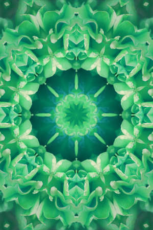 Concentric Flower Center Macro Close-up. Mandala Kaleidoscopic designの写真素材