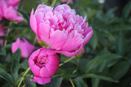 pink peony flower petals closeup macro romantic background.の写真素材