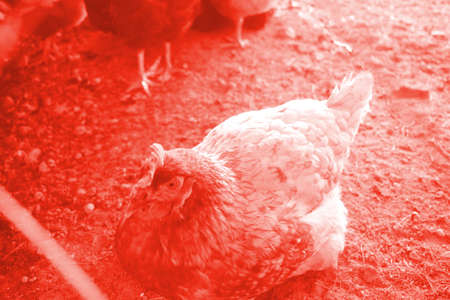 Rred colored feather hen sitting in a farm background.の写真素材