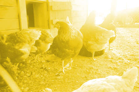 Farm hens in yard. Selective focus. Antibiotic free and hormone free farming, natural farming conceptの写真素材