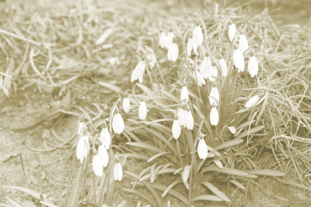 Snowdrop spring flowers. Delicate snow drop flower one of spring symbols telling us winter is leaving and spring come.の写真素材