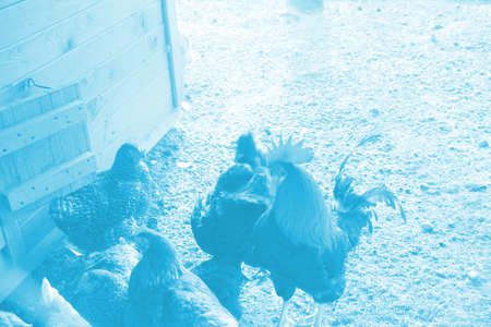 Cock and hen in thefarm yard. Selective focus.の写真素材