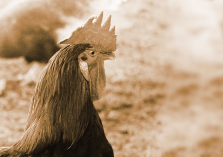 Colorful rooster or fighting cock in the farm.の写真素材