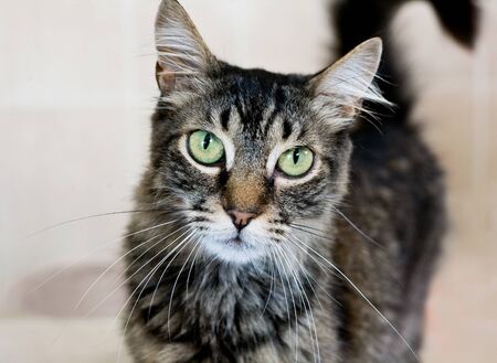 Tabby Maine Coon Cat looking at camera with beautiful and big green eyes.の写真素材