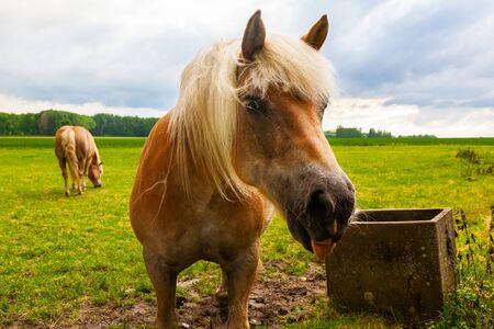 Horse with blonde hair sticking out its tongue in green meadow of Belgiumの写真素材